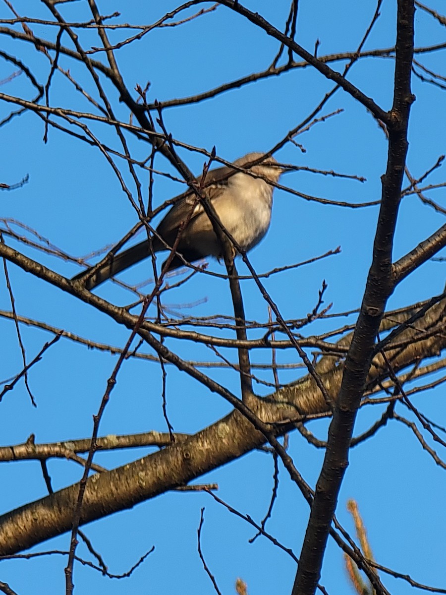 Northern Mockingbird - ML415046991