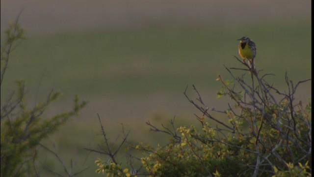 Eastern Meadowlark (Eastern) - ML415048