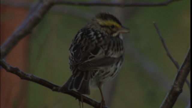 Savannah Sparrow - ML415053