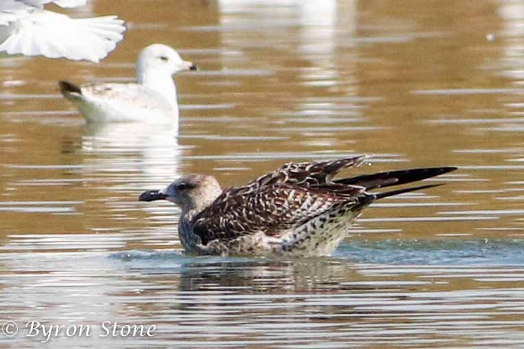 Lesser Black-backed Gull - ML41505331