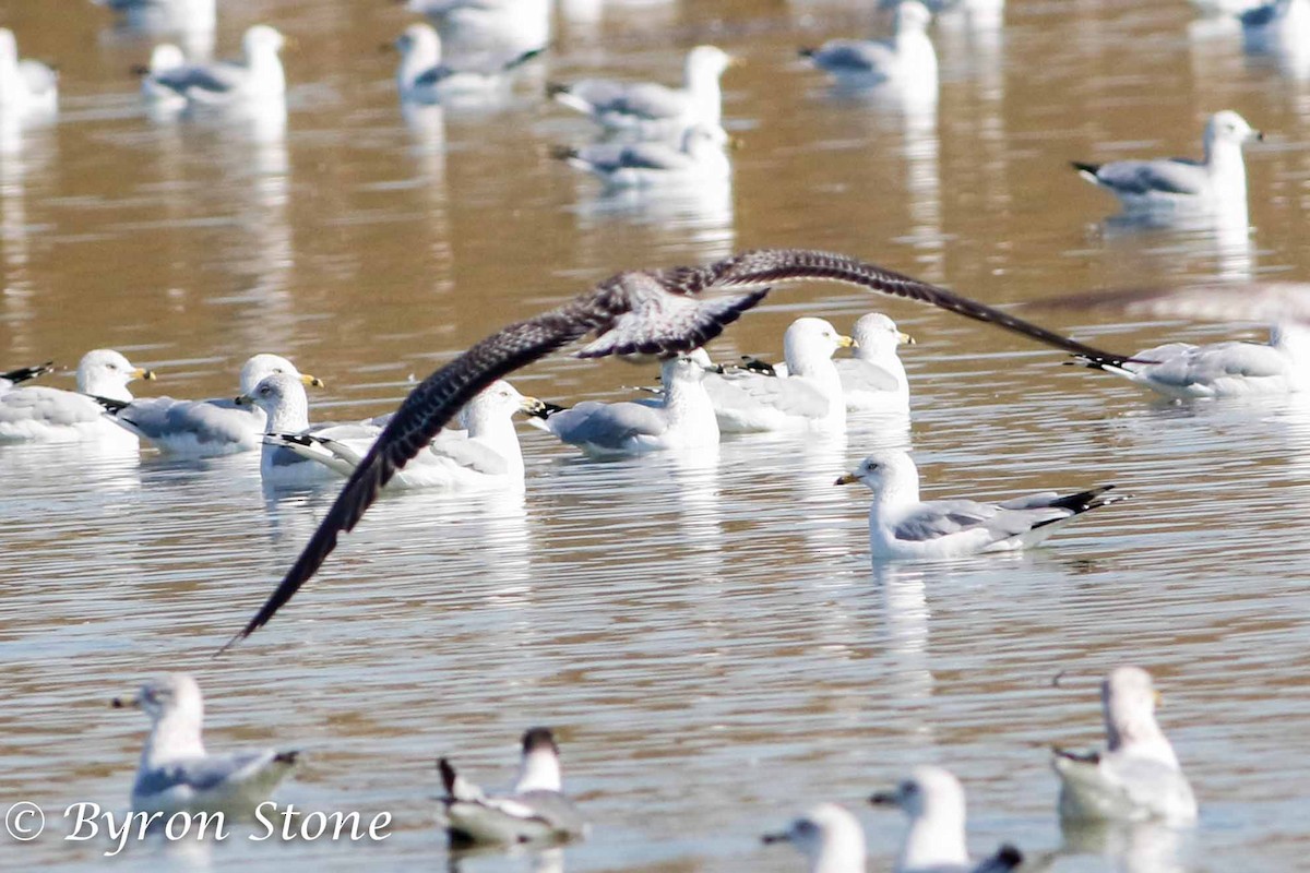 Lesser Black-backed Gull - Byron Stone