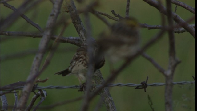 Savannah Sparrow - ML415054