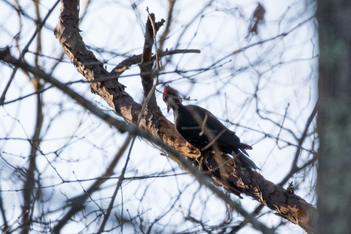 Pileated Woodpecker - ML415054541