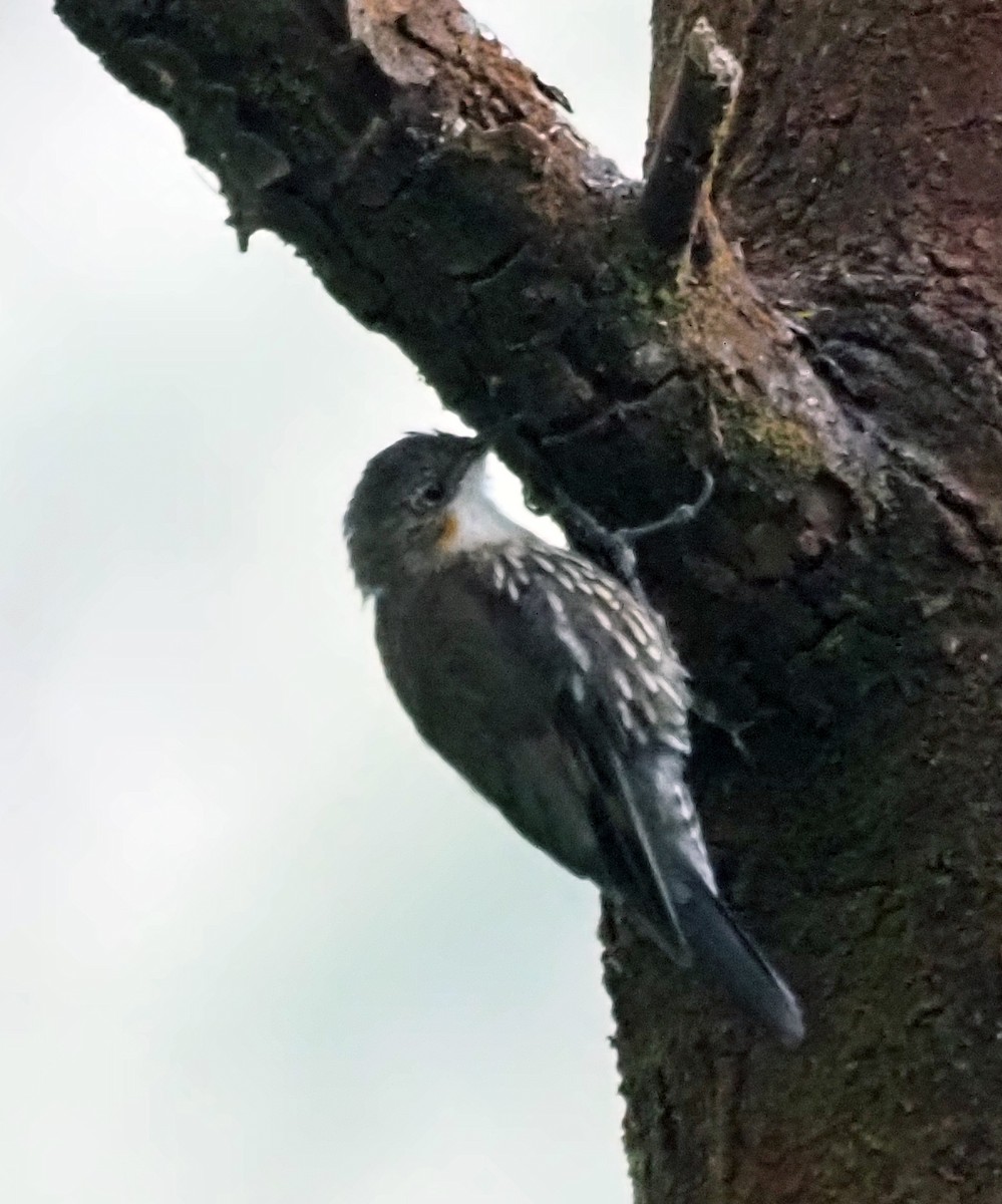 White-throated Treecreeper - ML415055781