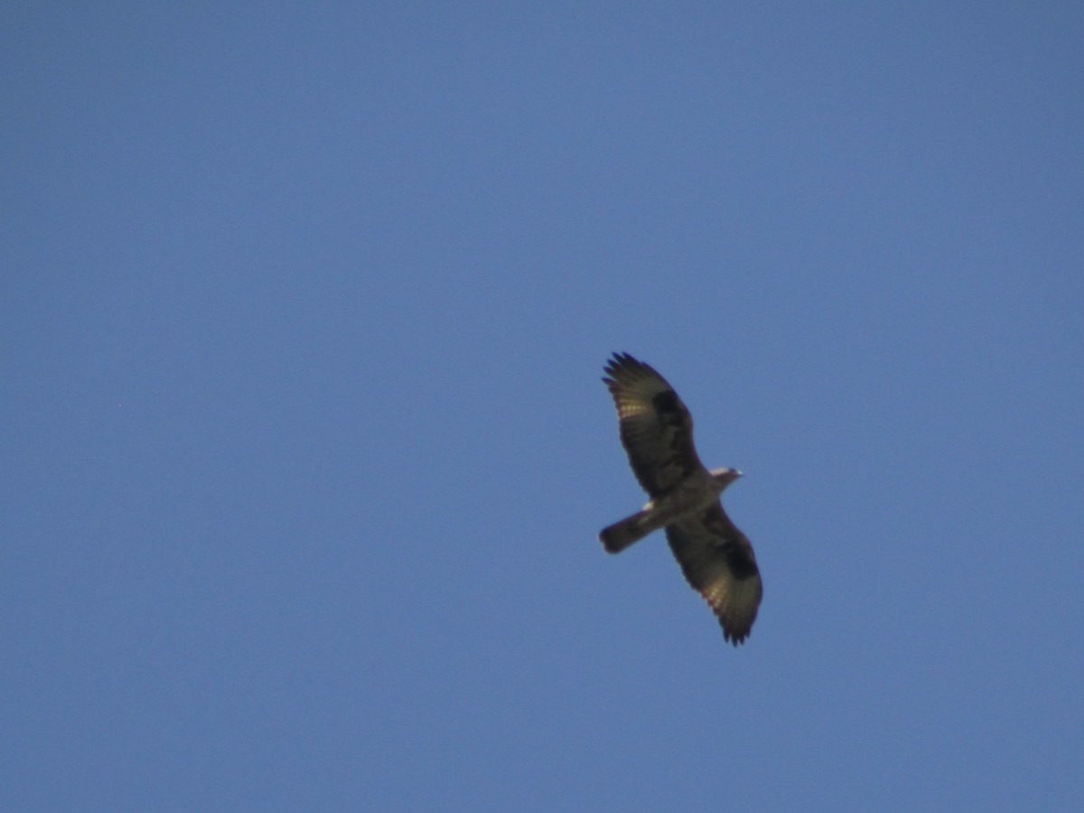 Common Buzzard - ML415056831