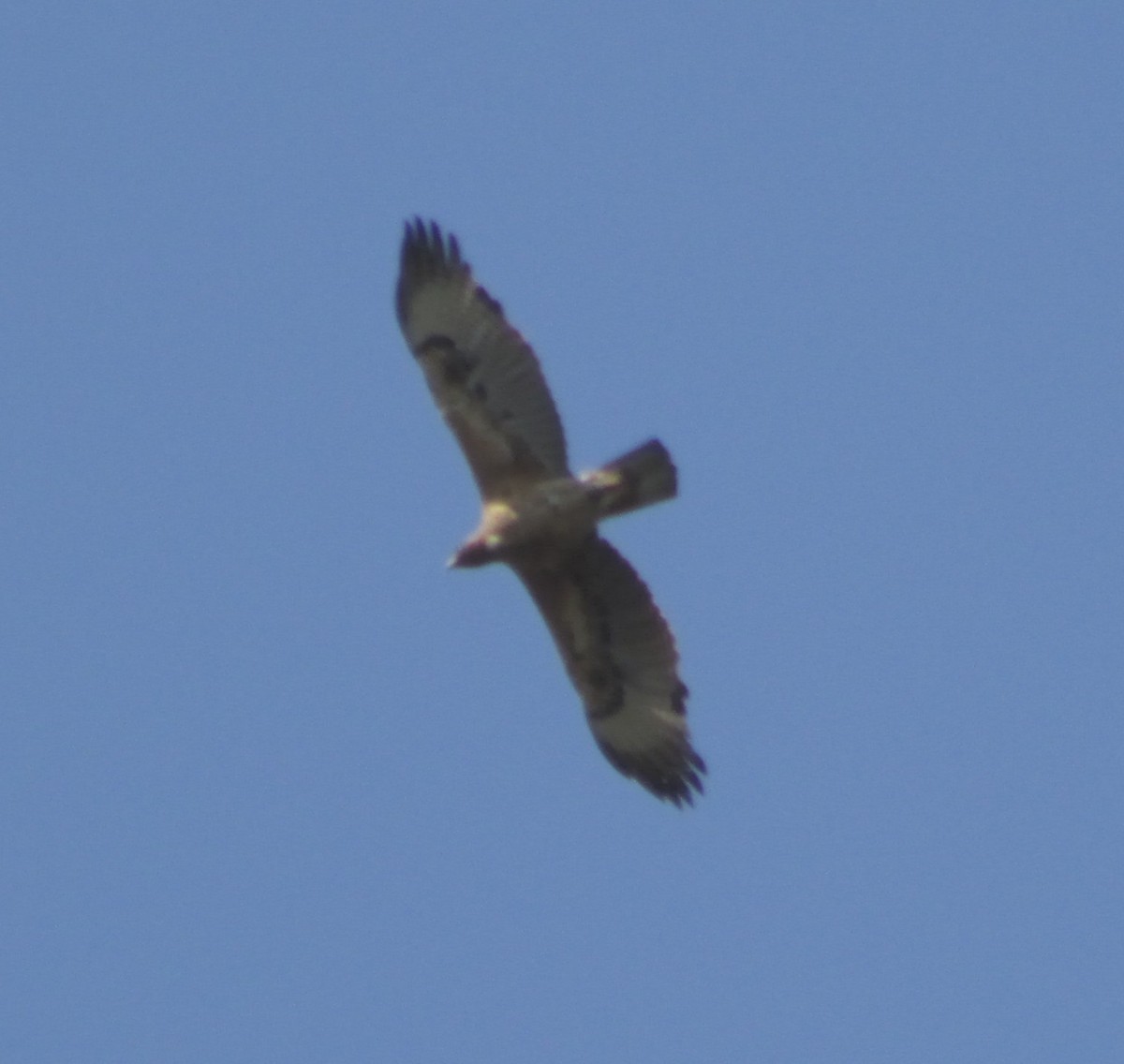 Common Buzzard - ML415056841