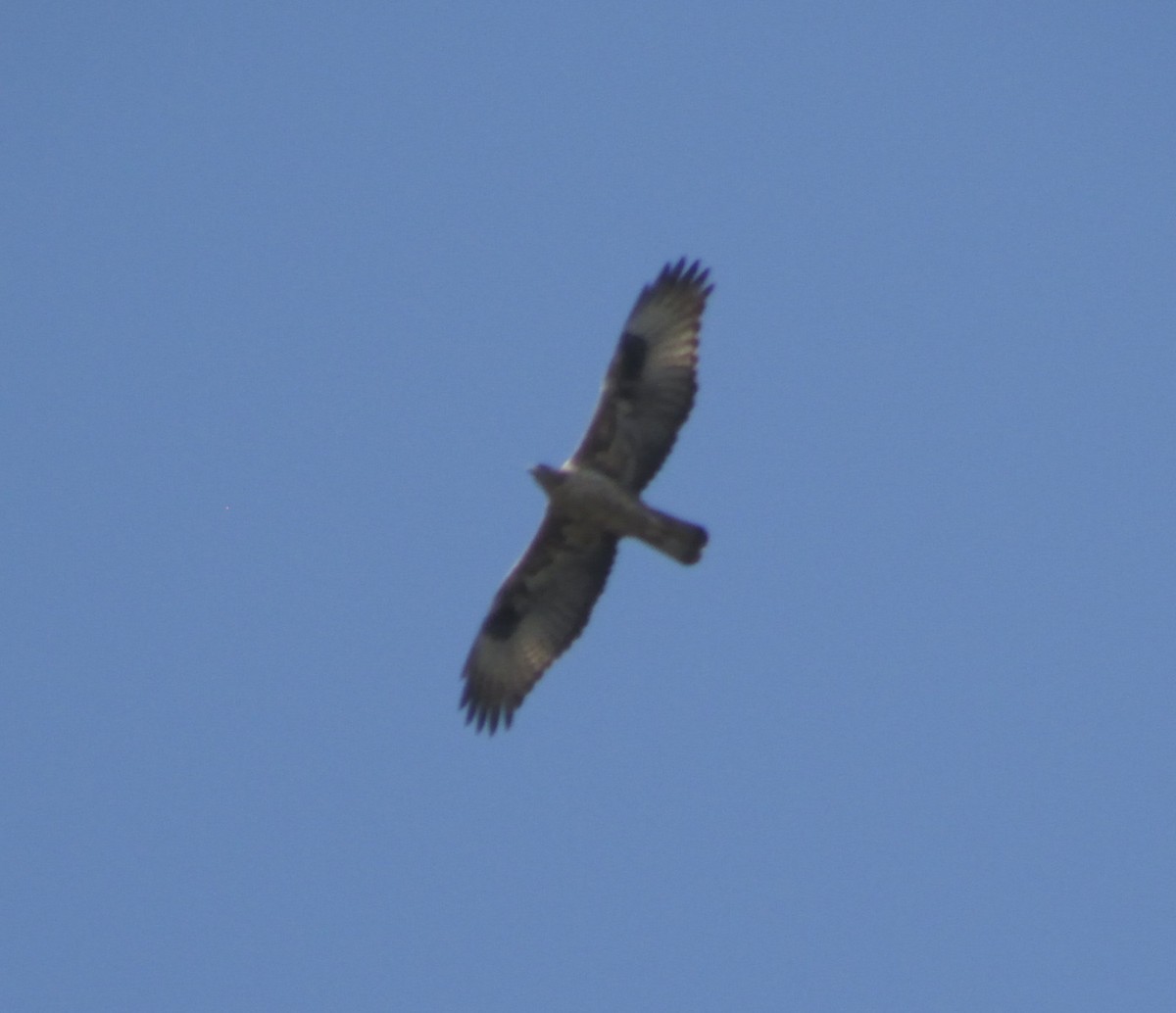 Common Buzzard - ML415056851