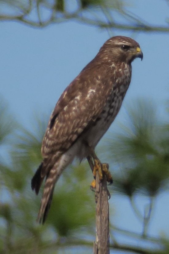 Red-shouldered Hawk - ML415057351