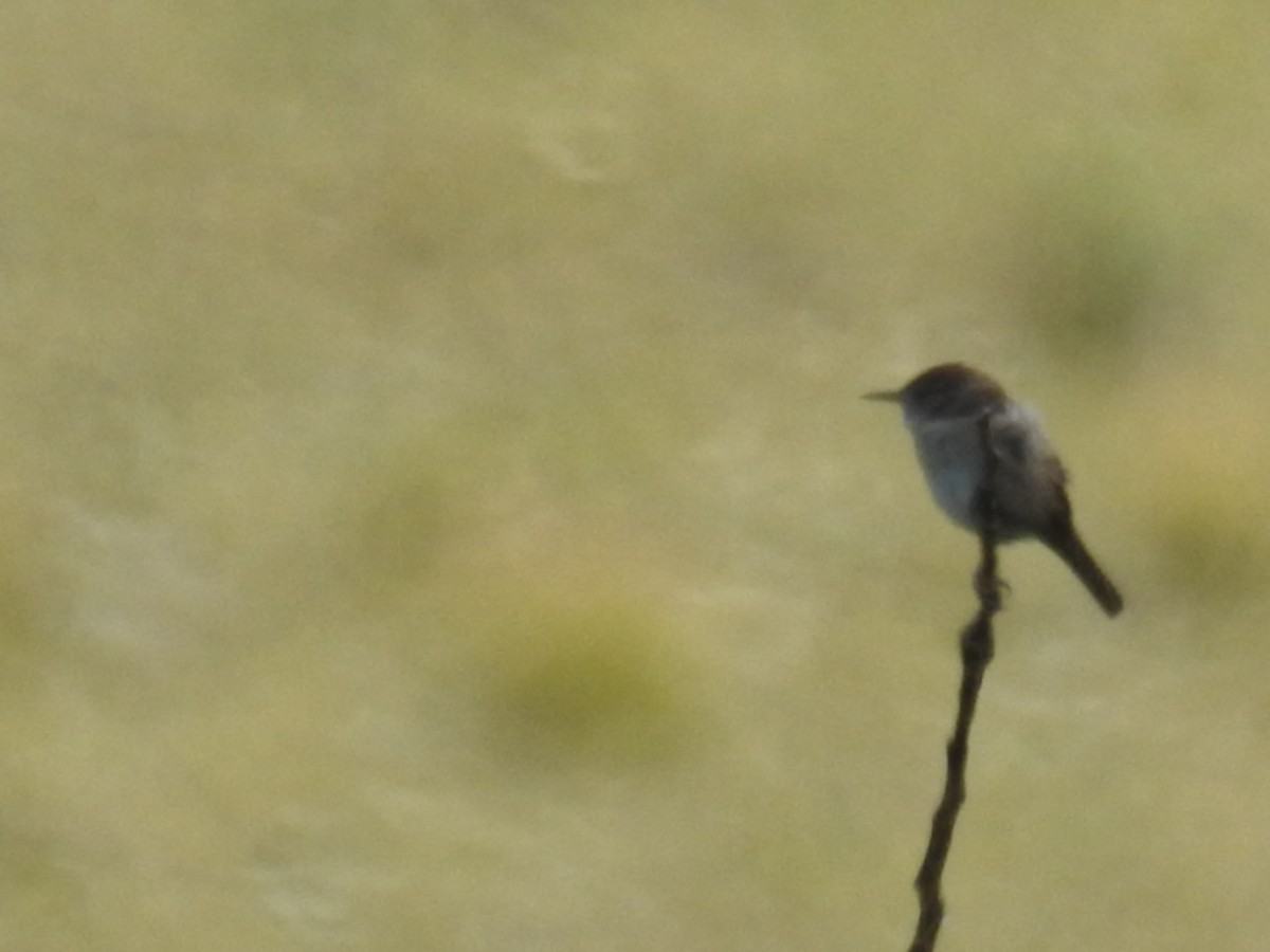 Northern House Wren - ML41505921