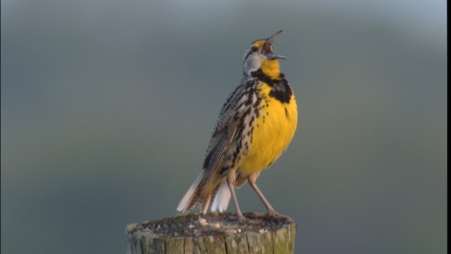 Eastern Meadowlark (Eastern) - ML415060