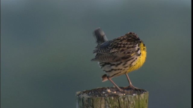 Eastern Meadowlark (Eastern) - ML415061