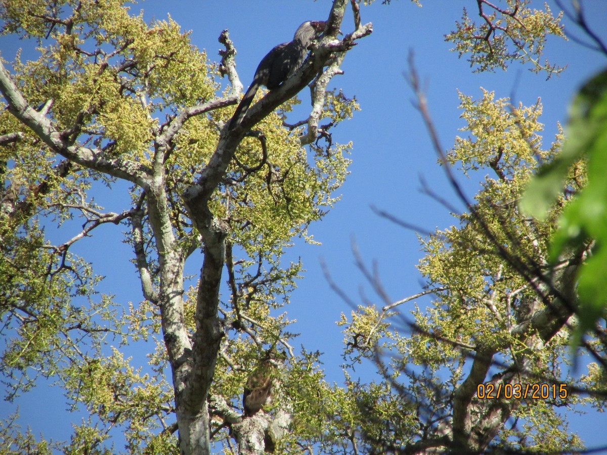 Common Buzzard - ML415061771