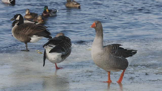 Graylag Goose (Domestic type) - ML415063601