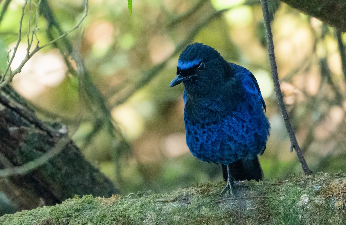 Malabar Whistling-Thrush - ML415065741