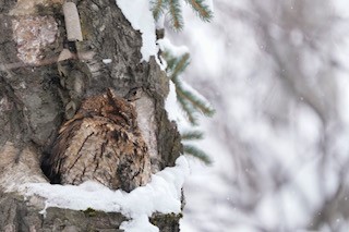 Western Screech-Owl - ML415066451