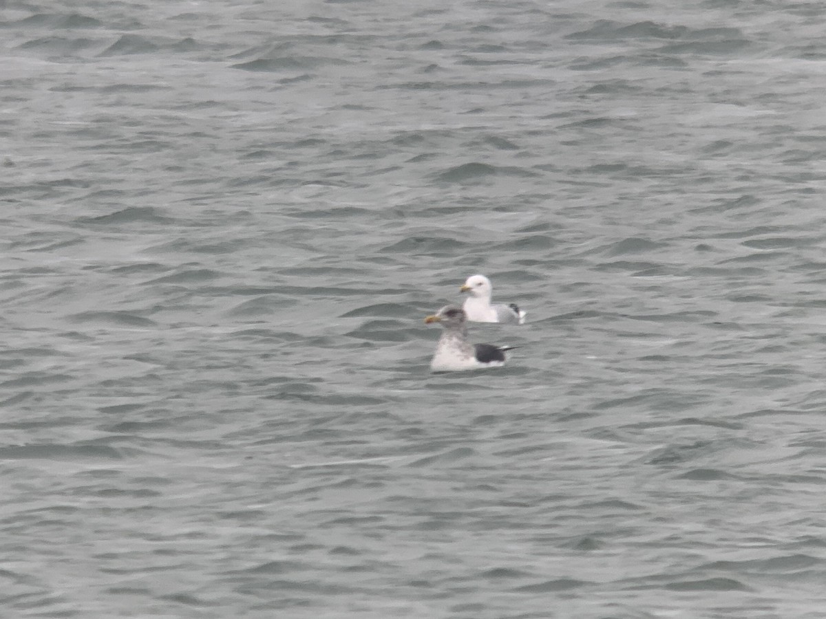 Lesser Black-backed Gull - ML415066941