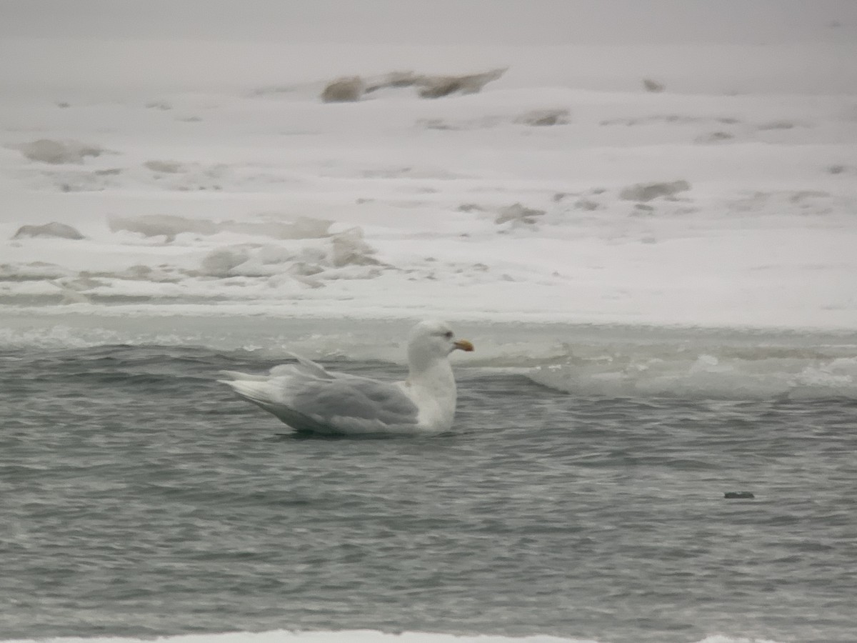 Glaucous Gull - ML415067501