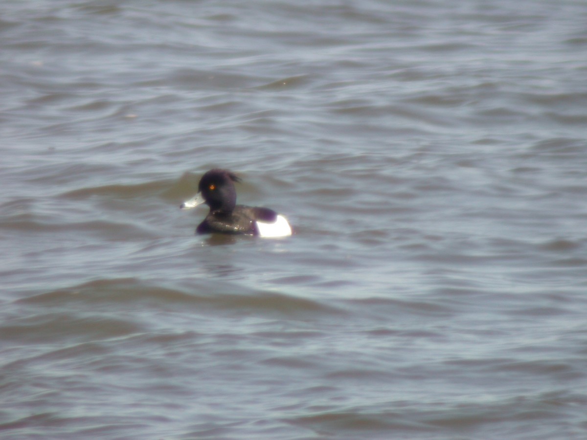 Tufted Duck - ML415067791