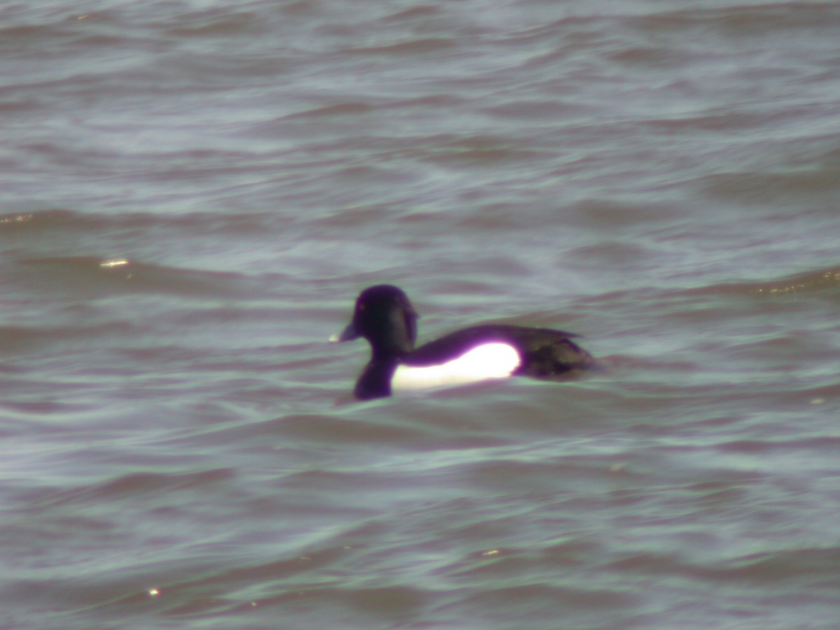 Tufted Duck - ML415067801