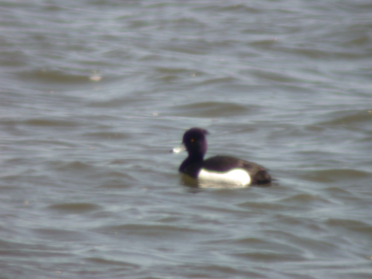 Tufted Duck - ML415067811