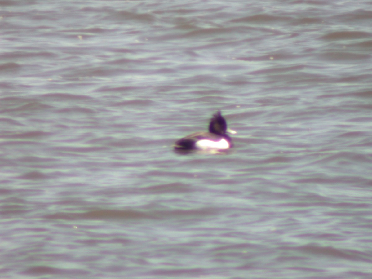 Tufted Duck - ML415067821