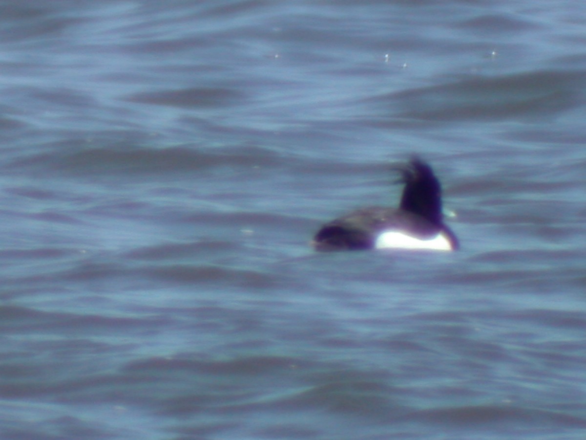 Tufted Duck - ML415067831