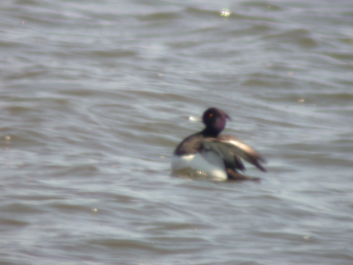 Tufted Duck - ML415067841