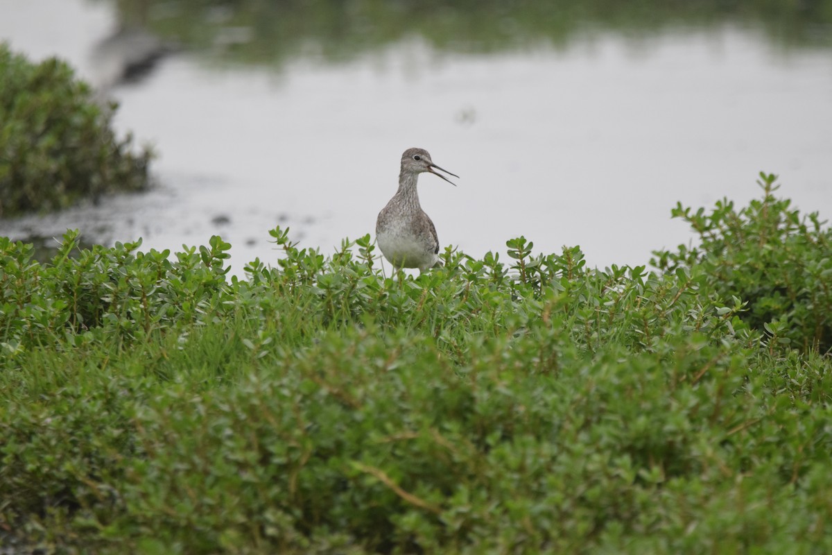 Greater Yellowlegs - ML415068211