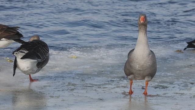 Graylag Goose (Domestic type) - ML415069021