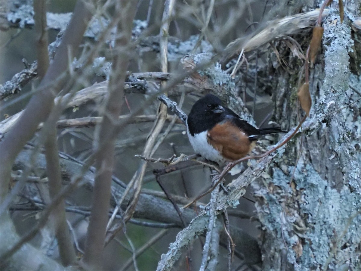 Eastern Towhee - ML415071081