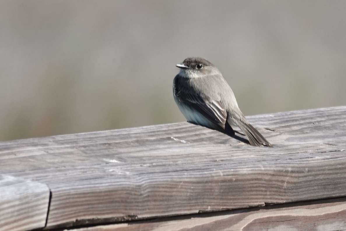 Eastern Phoebe - ML415072061