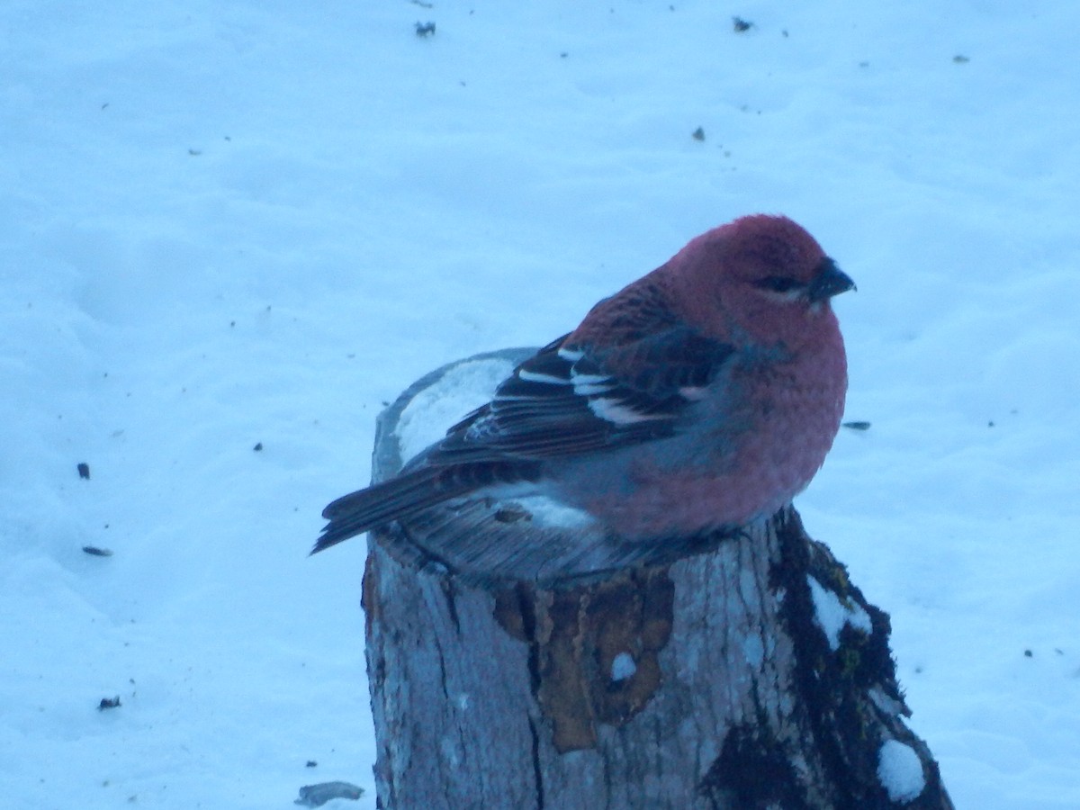 Pine Grosbeak - ML415072771