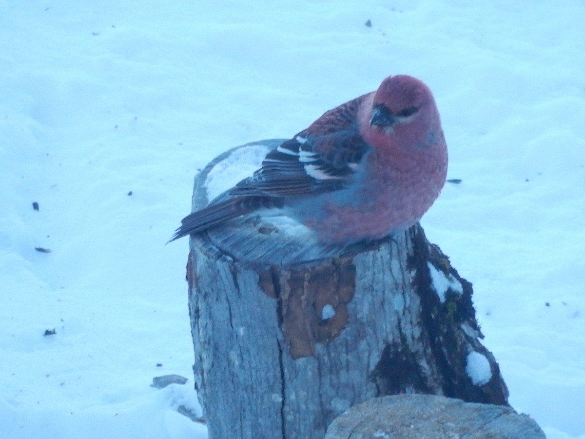 Pine Grosbeak - ML415072791