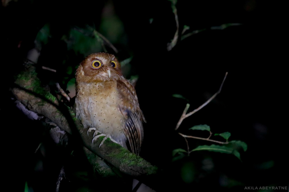 Serendib Scops-Owl - ML415072871