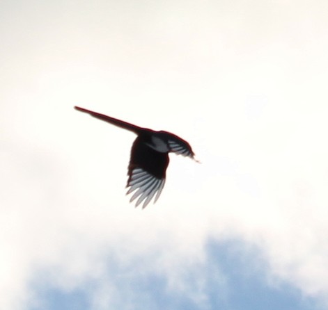 Black-billed Magpie - ML415072901