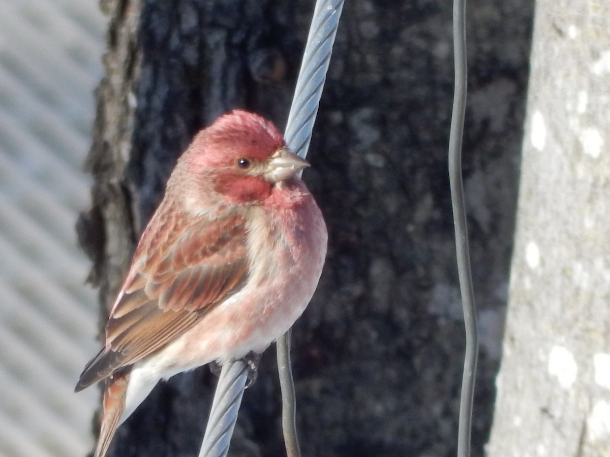 Purple Finch - ML415073871