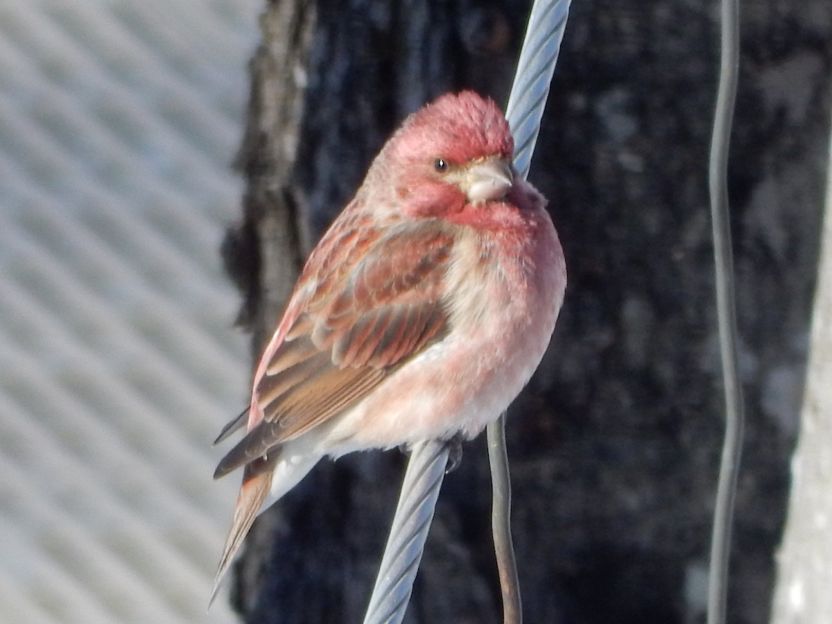 Purple Finch - ML415073881