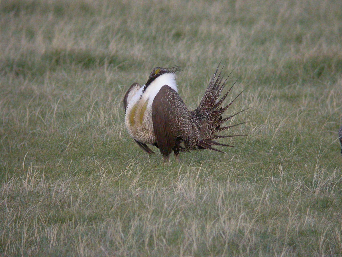 Greater Sage-Grouse - ML415074561