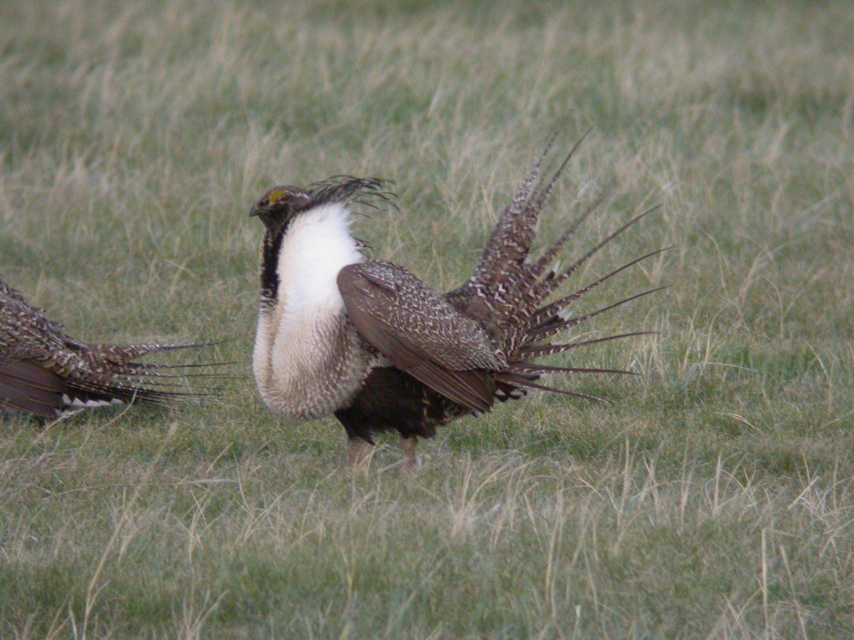 Greater Sage-Grouse - ML415074571