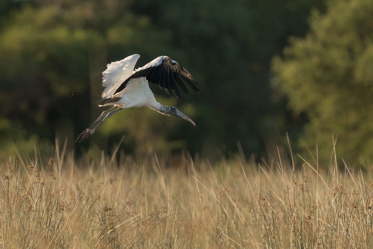 Wood Stork - ML415075311