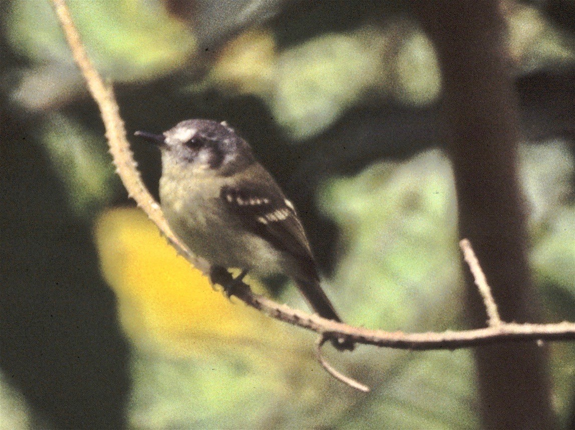 Slaty-capped Flycatcher - ML41507541