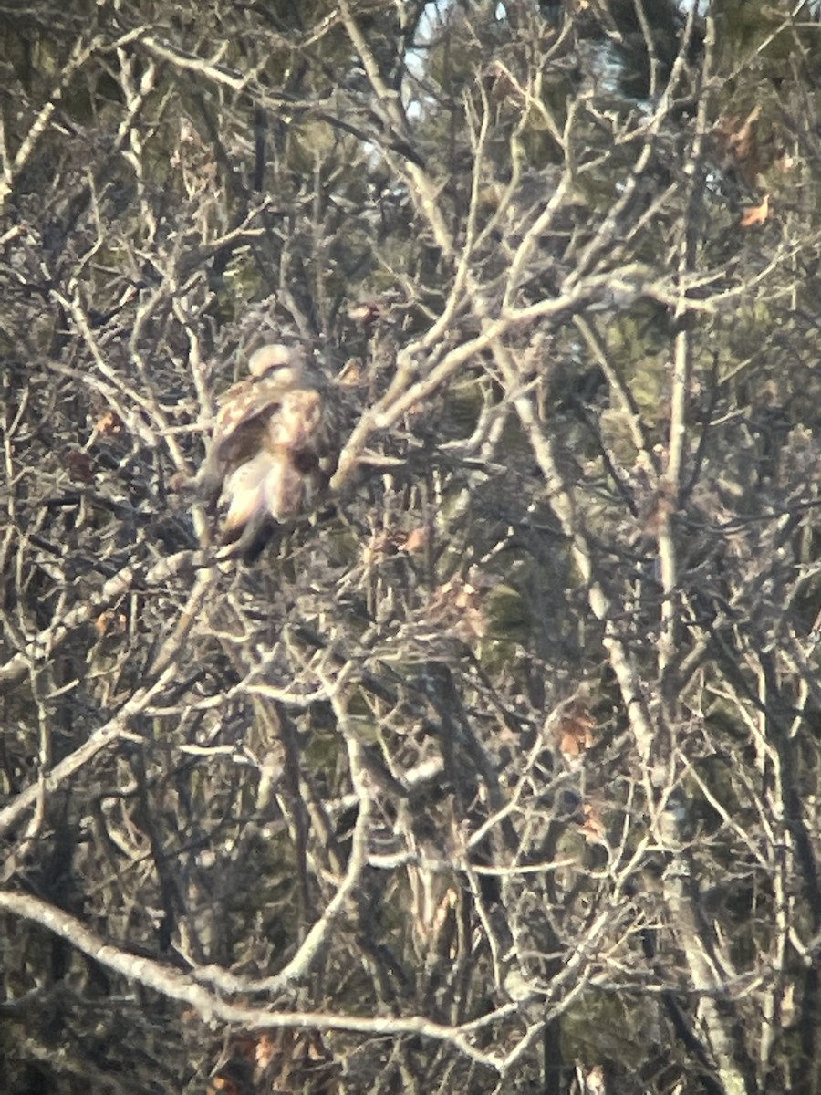 Rough-legged Hawk - Bill Lafley