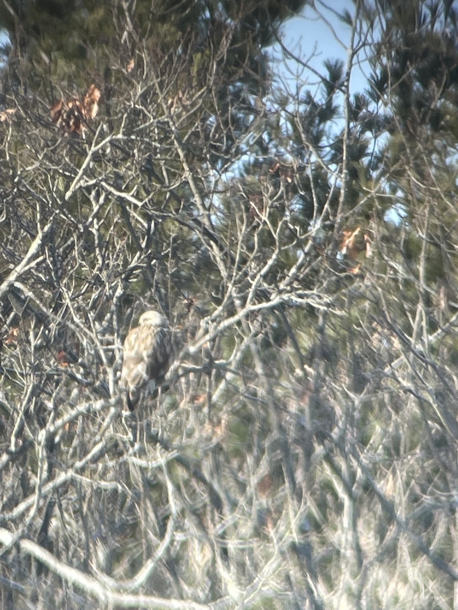 Rough-legged Hawk - ML415075471