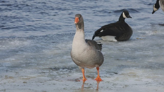 Graylag Goose (Domestic type) - ML415076631