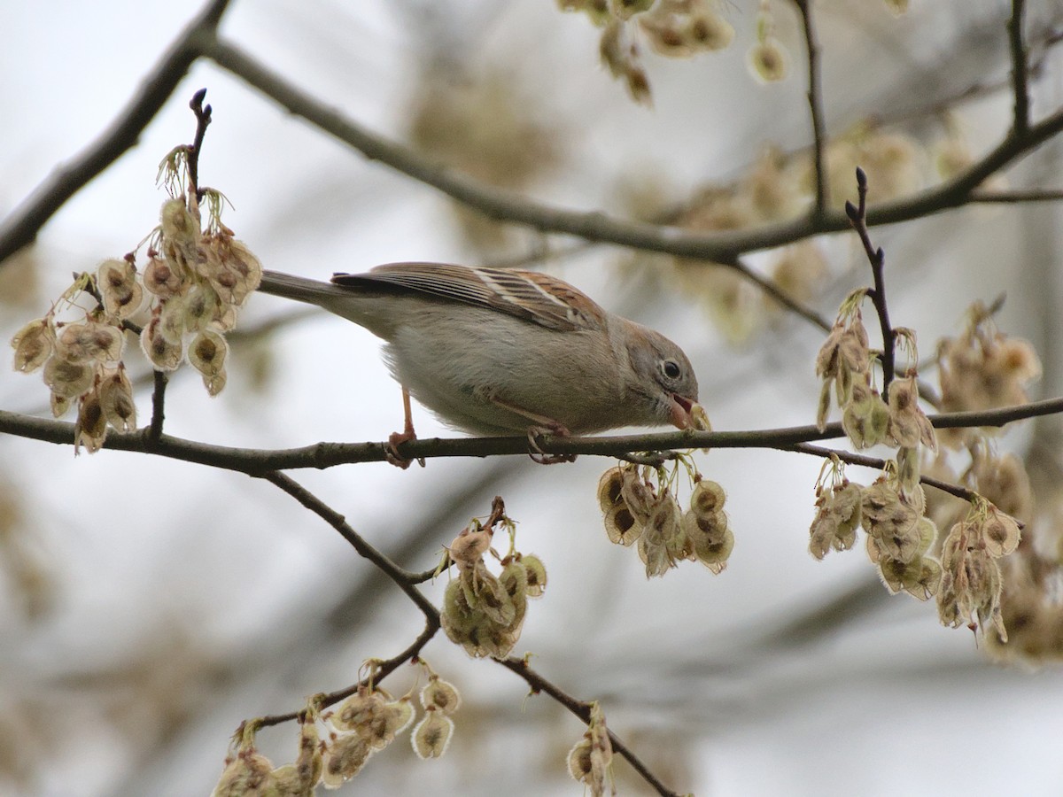 Field Sparrow - ML415076831