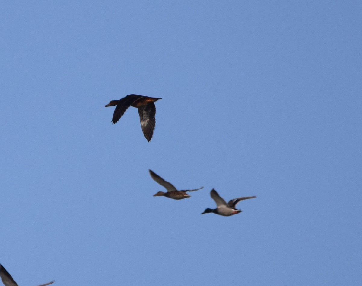 duck sp. - Alejandro Gómez Vilches