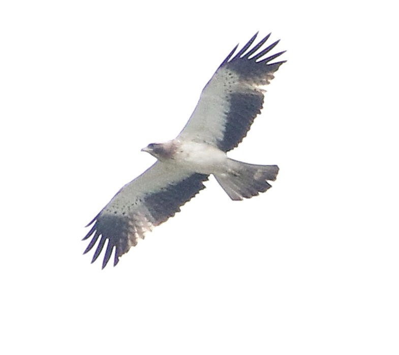 Booted Eagle - ML415078131