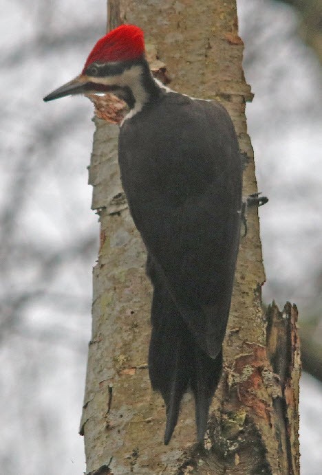 Pileated Woodpecker - ML415078801