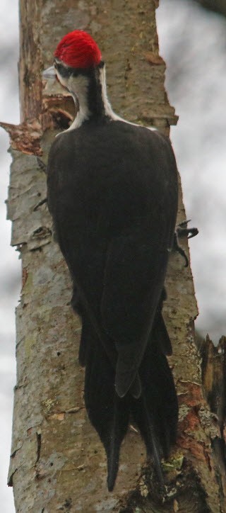 Pileated Woodpecker - ML415078871