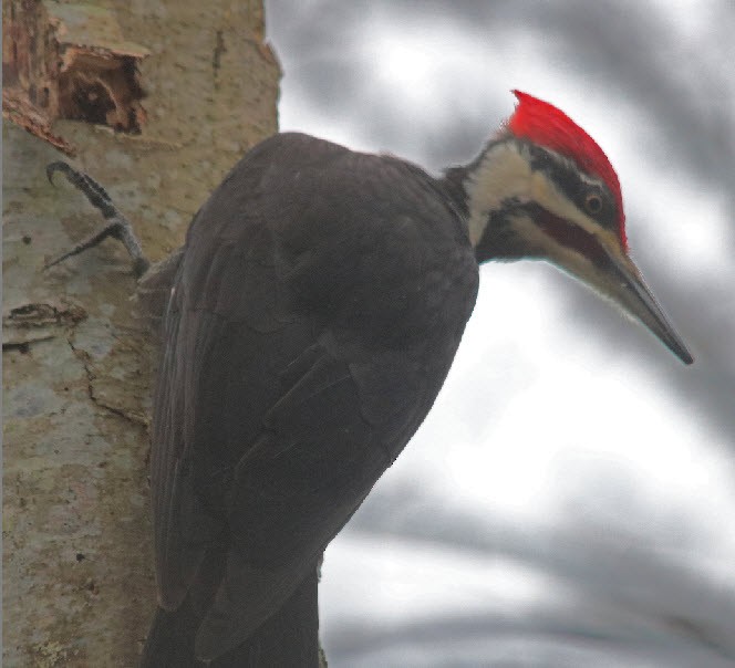 Pileated Woodpecker - ML415078981
